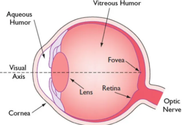 Fig. 2.1 Schematics of the human eye. Reproduced with permission from Ref. [1]. © Optical Society of America 2003