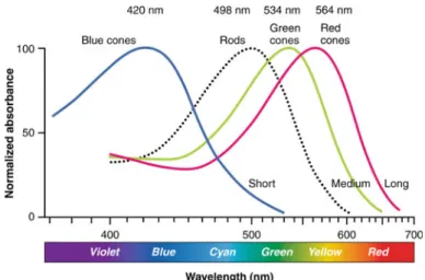 Fig. 2.2 Sensitivity spectra of rod and cone photoreceptors. Adapted from Ref. [4]