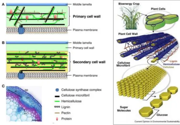 Figure 1: Lignin content in secondary cell wall [7]. 