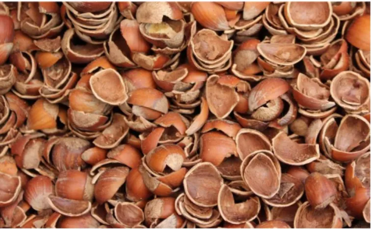 Figure 8: Hazelnut shell [13]. 