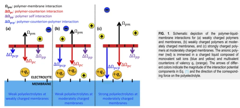 FIG. 1. Schematic depiction of the polymer-liquid- polymer-liquid-membrane interactions for (a) weakly charged polymers and membranes, (b) weakly charged polymers at  moder-ately charged membranes, and (c) strongly charged  mers at moderately charged membr