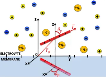 FIG. 2. Depiction of the polymer-membrane complex. The polymer rotations are described by the spherical angles θ p and φ p 
