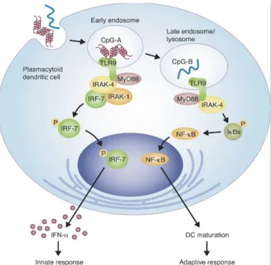 Figure  1.3:  Subcellular  location  of  D-  and  K-type  CpG  ODNs  into  late  and  early  endosomes in pDCs (adapted from Williams, 2006)