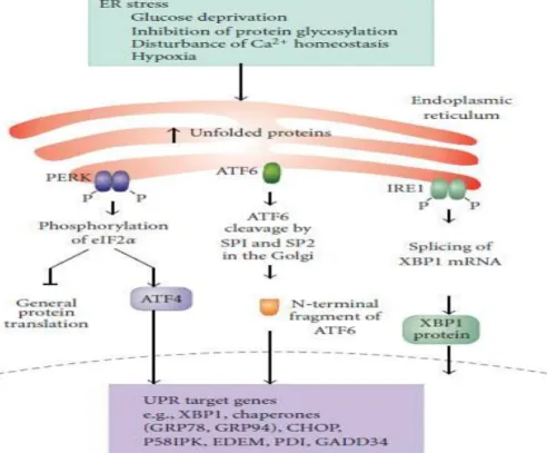 Figure 1. 1   ER stress and Unfolded Protein Response (reprinted with permission from Simone F.,  Gorman  AM.,  Hori  O.,  and  Samali  A