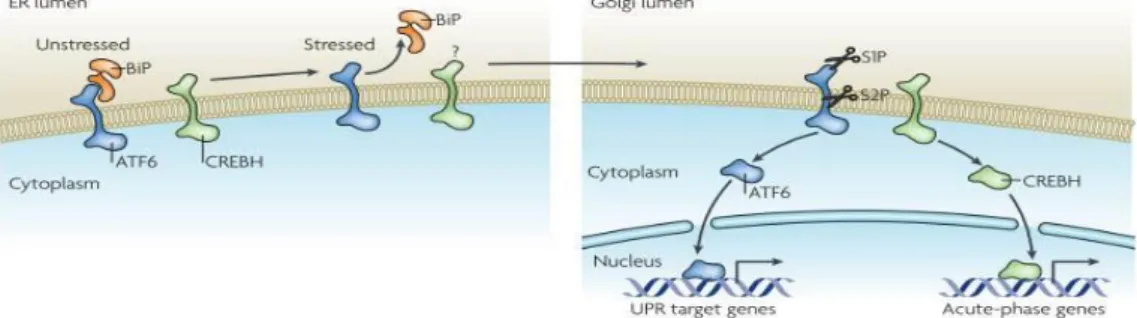 Figure 1. 3  ATF6 signaling (reprinted with permission from Ron, D., and Walter, P. (2007)