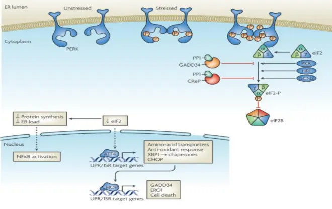 Figure  1.  4  PERK  signaling  pathway  (reprinted  with  permission  from  Ron,  D.,  and  Walter,  P