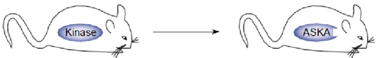 Figure  1.  8  ASKA  mouse  studies:  target  validation,  therapeutic  index  and  biomarkers  (reprinted  with permission from Kevan Shokat and Mark Velleca (2002)