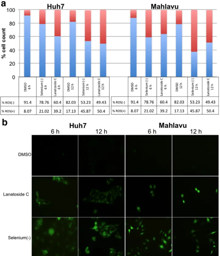 Fig. 4. Oxidative stress induced by Lanatoside C. Human liver cancer cells were treated with 2 μ M of Lanatoside C or DMSO control for 6 h, and 12 h