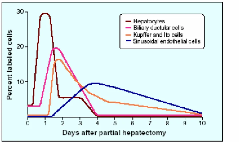 Figure 1.1. Time kinetics of DNA synthesis in different liver cell types during liver  regeneration after partial hepatectomy