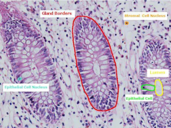 Figure 2.1: An image of a normal colon tissue stained with hematoxylin and eosin, which is the routinely used technique to stain biopsies in hospitals.
