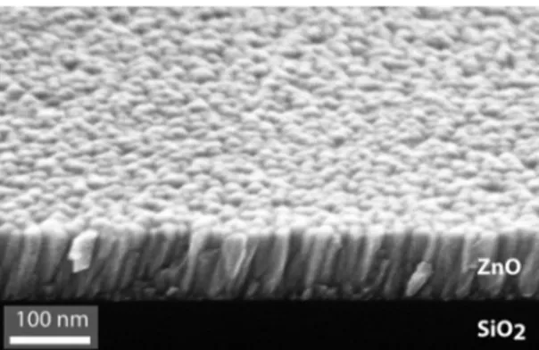 FIG. 1. SEM image of the grown ZnO thin film on SiO 2 .