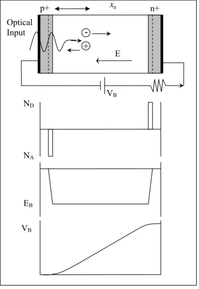 Figure 2.2: Distribution of dopant-ion charges, electric field and voltage for a  p-i-n photodiode under reverse bias