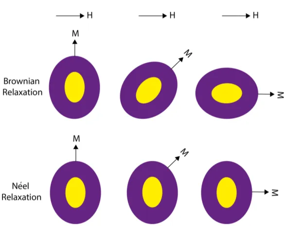 Figure 2.3: Comparison of Brownian and N´ eel Relaxation. Brownian relaxation occurs with a physical rotation of the magnetic nanoparticle and N´ eel relaxation occurs with an internal change of the magnetic nanoparticle moment.
