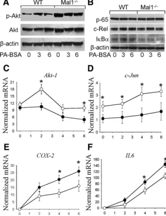 Figure 4. Treatment with palmitic acid complexed with BSA (A and B) or lipopolysaccharide (C to F) significantly increased activity of Akt and slightly suppressed NF- ␬B-related protein and genes in Mal1-deficient macrophages