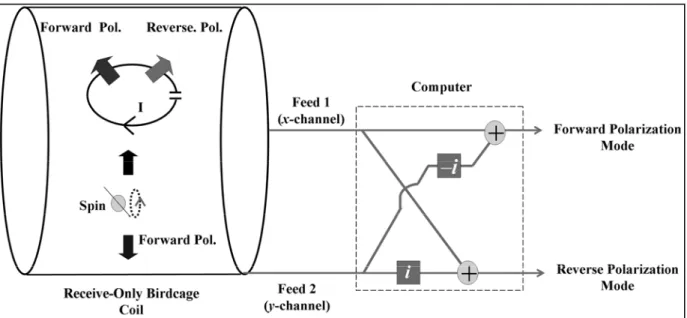 Figure 2.3:  Visualizing the ICRF coil and the anatomy. Spins in the anatomy create a forward  polarized signal