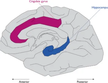 FIGURE 11.1 Human brain medial view. A schematic drawing illustrating the medial view of the human brain
