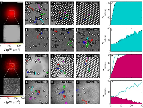 Figure 2.1: Gathering and dispersal of colloids in an active bath. In a smooth attractive optical potential generated by a Gaussian beam (λ = 976 nm, w 0
