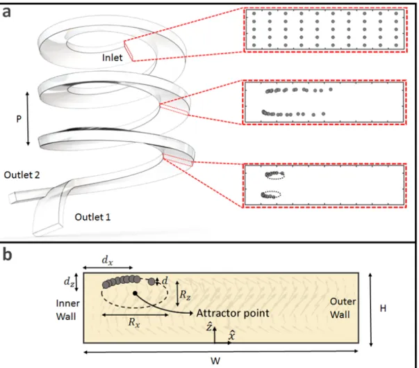 Figure 2.6: The mechanism of inertial migration of particles inside helical channel.