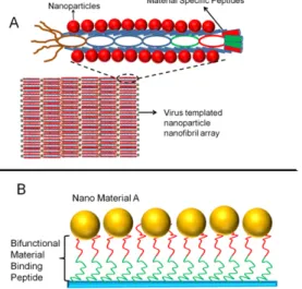 Figure 2. Two different approaches for the utilization of PD selected material binding  peptides: (A) PD selected material binding peptides expressed on pVIII major coat protein  used to assemble nanoparticles, (B) individually synthesized material binding