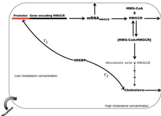 Fig. 1. Cholesterol biosynthesis pathway