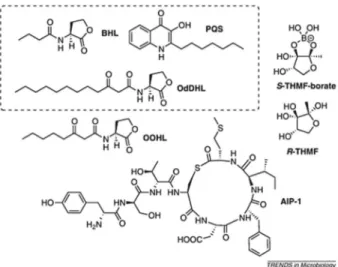 Fig. 6 BHL, OdDHL, and OOHL are examples of the AHL class of autoinducers. S-THMF-borate and R-THMF are known AI-2 signalling compounds