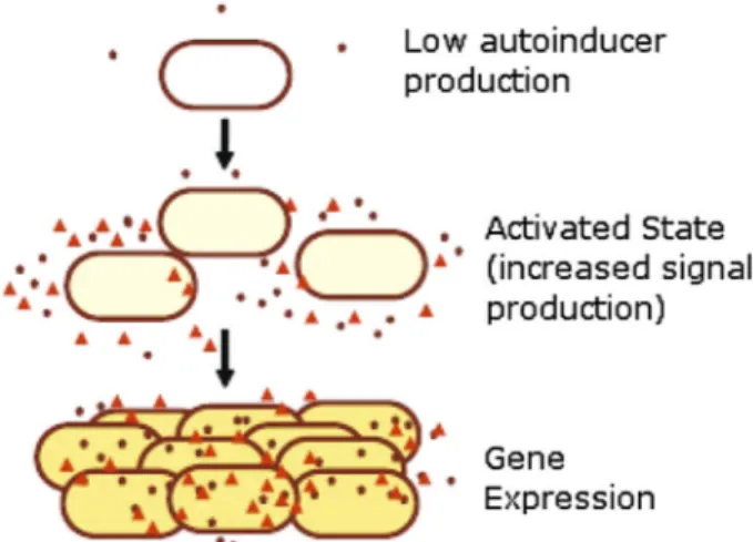 Fig. 1 At low cell density, there is a low autoinducer concentration. As the population grows, a certain autoinducer concentration threshold leads to QS activation, which in turn generates increased signal  pro-duction, leading to coordinated changes in ge