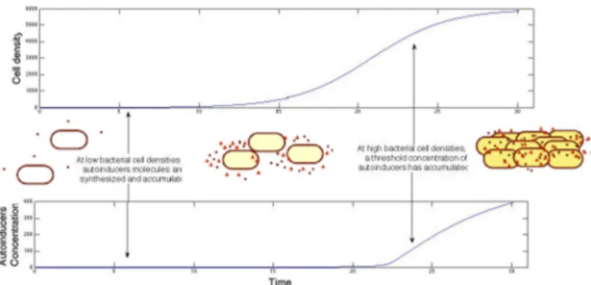 Fig. 3 How the cell density and the autoinducers concentration changes with time. Note however that QS- QS-regulated enzymes which degrade autoinducers have been reported Dong et al
