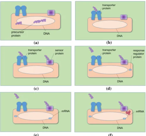 Fig. 5 QS in Gram-positive bacteria involves a different type of signal molecule; a a precursor oligopeptide is cleaved into functional signal molecules of 10 to 20 amino acids; b these molecules are actively transported out of the cell through a special t