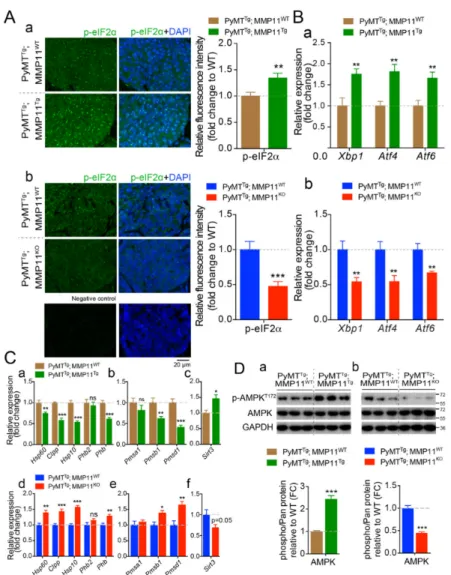 Figure 5. MMP11 promotes tumor cellular endoplasmic reticulum (ER) stress response (UPR ER ) and alters mitochondrial UPR (UPR mt ) in mammary gland tumors