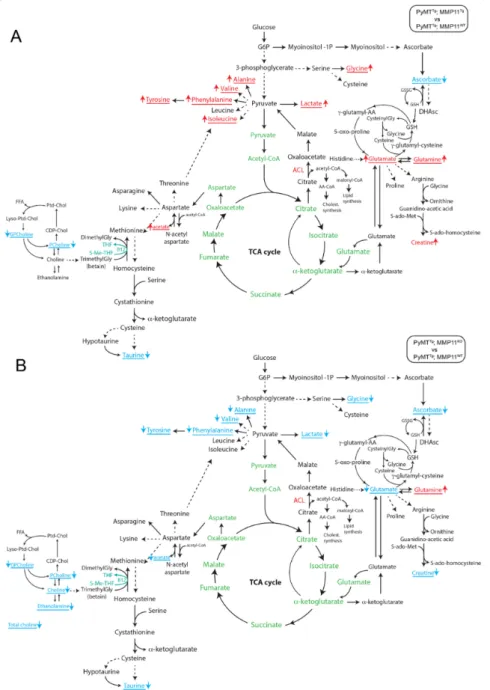 Figure 6. Results of the algorithm to determine the expected metabolite level alterations (ADEMA) network analysis of NMR high resonance magic angle spinning (HRMAS) metabolomics profile of mammary gland tumors in mice: (A) between PyMT Tg ; MMP11 Tg mice 