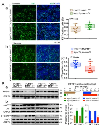 Figure 3. (A) MMP11 promotes tumor cell proliferation at early stage of tumor development.