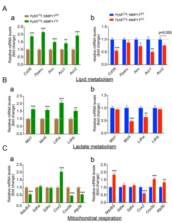 Figure 4. MMP11 promotes mammary gland tumor metabolic switch and lipid utilization. RT-qPCR transcripts of genes involved in (A) lipid metabolism, (B) lactate metabolism, and (C) mitochondrial respiration in tumor extracts from both gain-of-function (GOF)