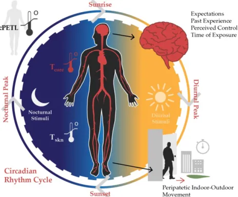 Figure 3. The relationship of the circadian rhythm cycle, cumulative stress and general psychological  characteristics