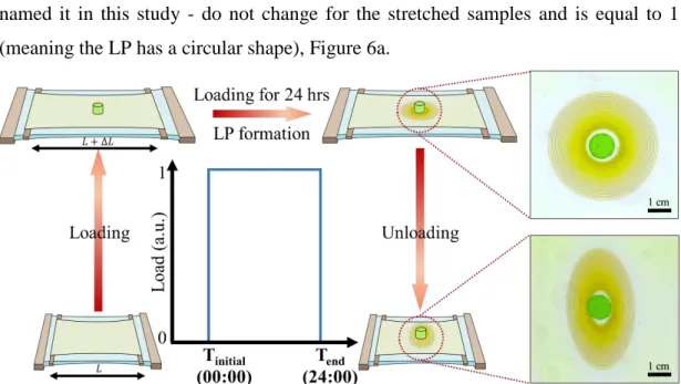 Figure  5.  Concentric  LP  formation  in  stretched  polyacrylamide  hydrogel  and  the  change in its geometry (from circle to oval) after unloading and releasing the stress