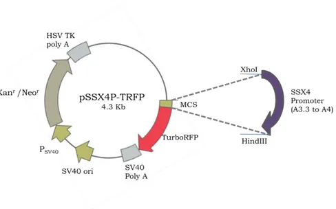 FIGURE 2.4. Map of pSSX4P-TRFP vector where TRFP is under the control of the SSX4 sense promoter 