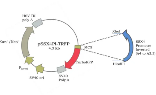 FIGURE 2.6.a. Map of pGFP-SSX4-TRFP vector in which HygEGFP expression is under control of SSX4  sense promoter and TRFP expression is under control of SSX4 antisense promoter 