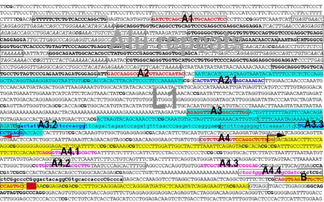 FIGURE  3.2.  Sequence  of  the  SSX4  promoter-proximal  region.  Exons  1  and  2  (containing  the  translation  initiation  codon)  are  in  yellow