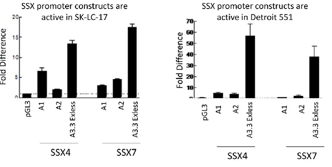 FIGURE  3.4.  Luciferase  activity  of  SSX4  and  SSX7  promoter  constucts  in  SK-LC-17  (left)  and  Detroit  551  (right)