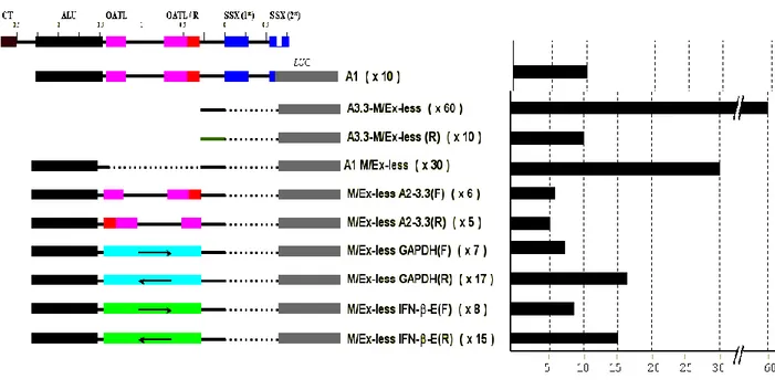 FIGURE 3.5 Analysis of the repressive element 5' to the minimal promoter. The repressive element  (A2-A3.3) containing the OATL  sequence and the L1 repeat was eliminated or replaced with various   other sequences,  including  GAPDH  (red)  and  the IFN  -