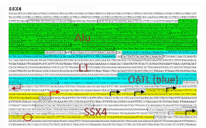 FIGURE 3.6. Transcription Start Sites identified by RACE analysis 