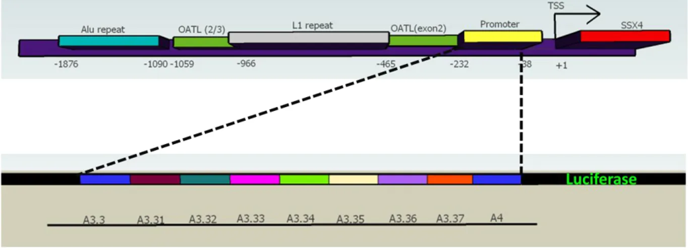 FIGURE  4.1  Sub-regions  within  the  SSX4  promoter  that  were  individually  analyzed  for  promoter  activity