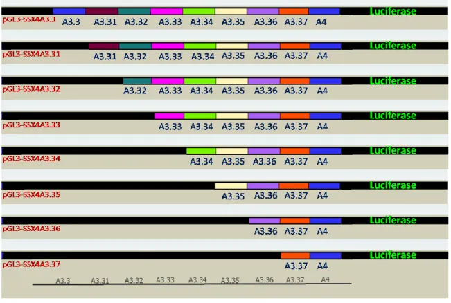 FIGURE  4.3  Promoter  activity  in  the  sense  orientation  of  A3.3-A4  sub-fragments