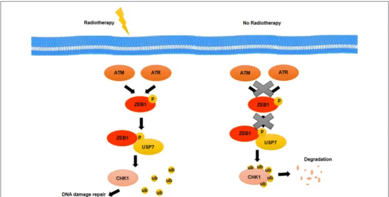 FIGURE 4 | Activation of repair mechanisms due to radiotherapy induced-damages in BCSCs