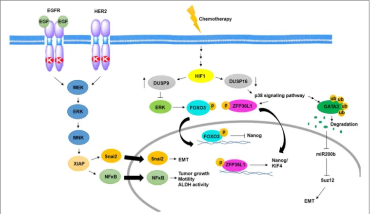 FIGURE 2 | Activation of MAPK signaling pathway in BCSCs. Cooperation between EGFR and HER2 promotes EMT, tumor growth, motility, and ALDH activity through activation of MNK and XIAP in a MAPK-dependent manner