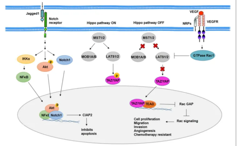 FIGURE 3 | Notch signaling activity and Hippo pathway in BCSCs. As transcription factors, Notch1, phosphorylated Akt, and NFκB induce expression of CIAP2 and inhibit apoptosis through Notch signaling activity in BCSCs