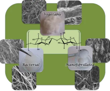 Figure  1.  Morphological  properties  and  structure  of  different  types  of  cellulose  [27]