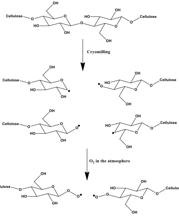 Figure  12.  Structures  of  cellulose  mechanoradicals  produced  by  ball  milling,  Modified from [108], [119], [120]