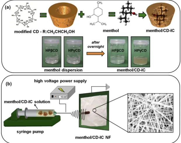 Fig. 2. Phase solubility diagrams of menthol/HP b CD-IC and menthol/HP g CD-IC, (n ¼ 3).