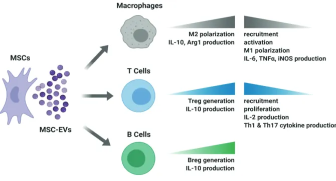 Figure 1. Main mechanisms through which MSC EVs shape immune cell functions to alleviate inflammation in vivo
