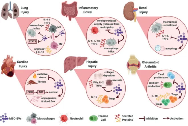 Figure 2. Tissue-specific targets and effects of MSC EVs identified in preclinical disease models.